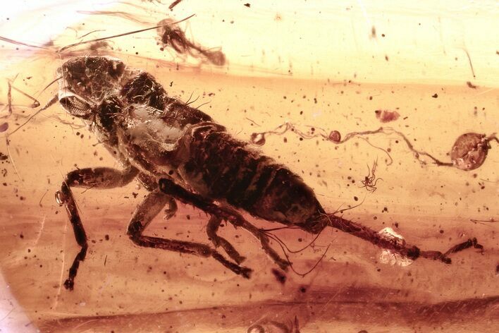 Detailed Fossil Leafhopper (Cicadellidae) Nymph In Baltic Amber #335808